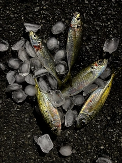 マアジの釣果