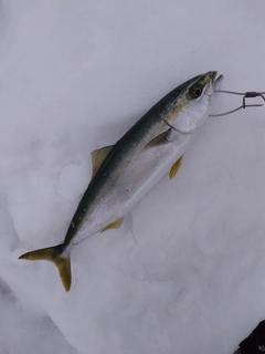 フクラギの釣果