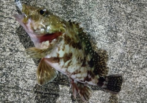 カサゴの釣果