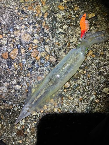 ヤリイカの釣果