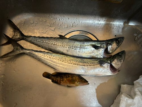 鞠山海遊パーク