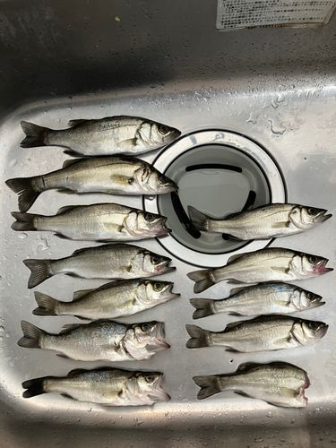 セイゴ（タイリクスズキ）の釣果