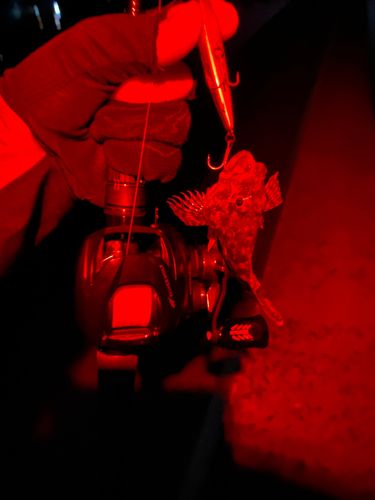 アラカブの釣果