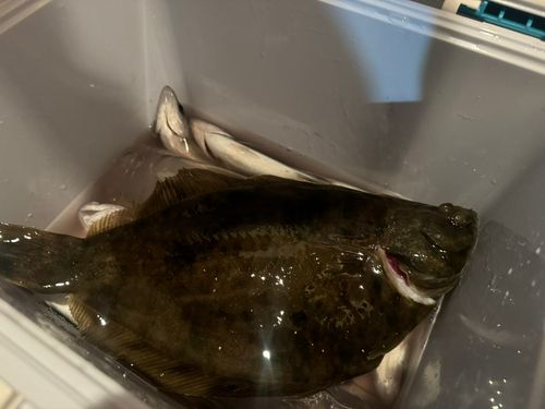 若洲海浜公園海釣り施設