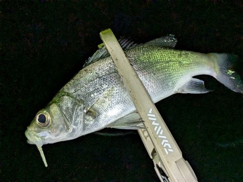 セイゴ（ヒラスズキ）の釣果