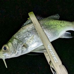 セイゴ（ヒラスズキ）