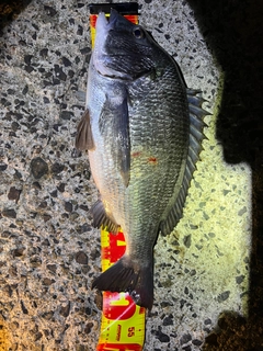 チヌの釣果
