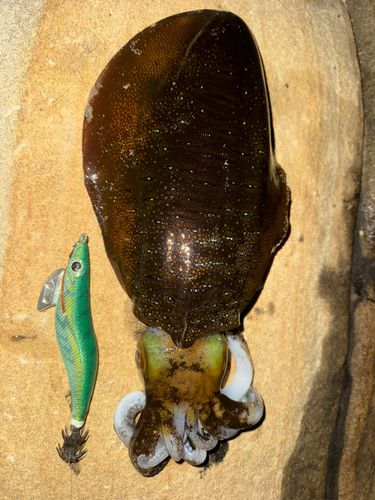 アオリイカの釣果