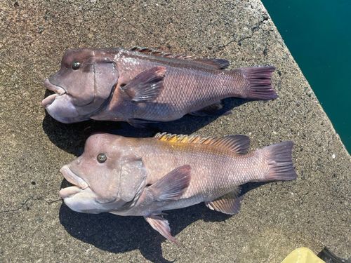 カンダイの釣果