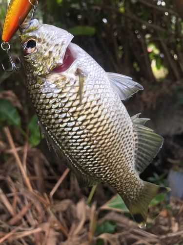 オオクチユゴイの釣果