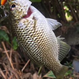 オオクチユゴイ