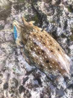 コウイカの釣果