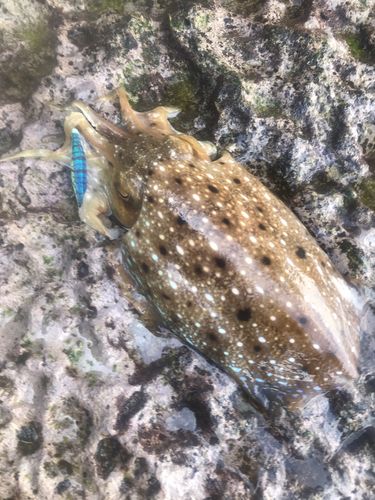 コウイカの釣果