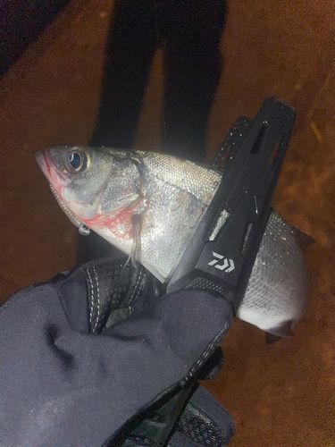 セイゴ（マルスズキ）の釣果