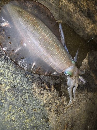 アオリイカの釣果