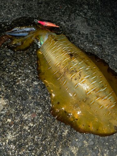 アオリイカの釣果