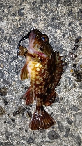 カサゴの釣果