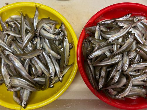 ワカサギの釣果