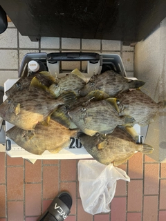 カワハギの釣果