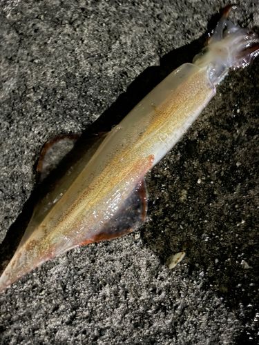 ヤリイカの釣果