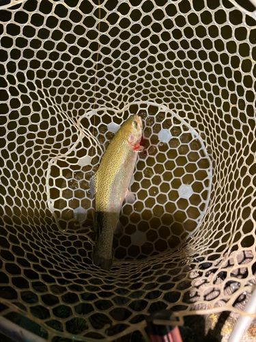 ニジマスの釣果