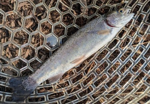 ニジマスの釣果