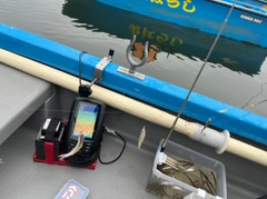 ワカサギの釣果