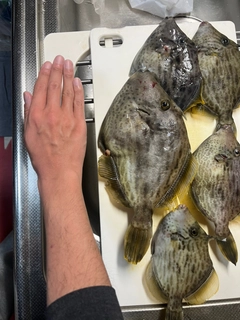 カワハギの釣果