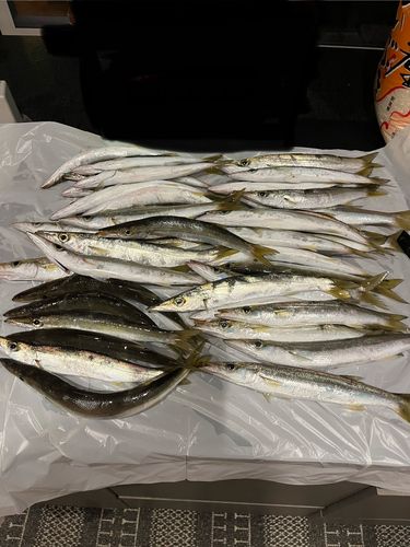 カマスの釣果