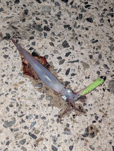 ヤリイカの釣果