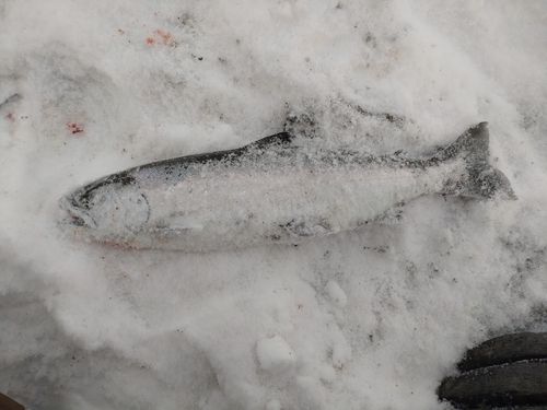 サクラマスの釣果