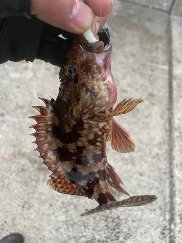 アラカブの釣果