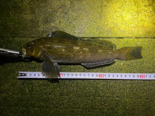 アイナメの釣果