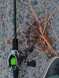 タケノコメバルの釣果