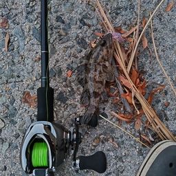 タケノコメバル