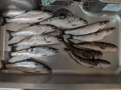 サクラマスの釣果