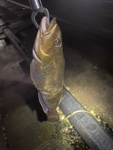 アイナメの釣果