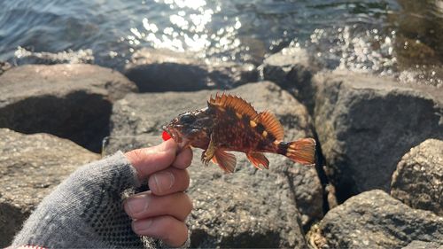 常滑りんくう釣り護岸