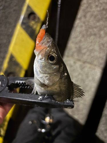 セイゴ（ヒラスズキ）の釣果