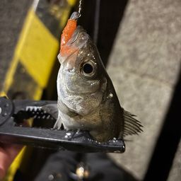 セイゴ（ヒラスズキ）