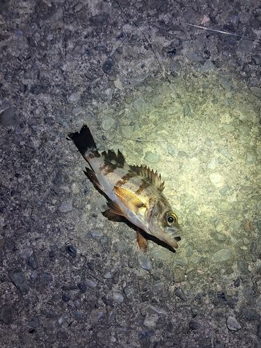 シロメバルの釣果