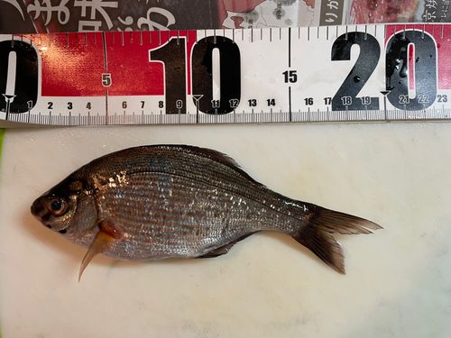 ウミタナゴの釣果