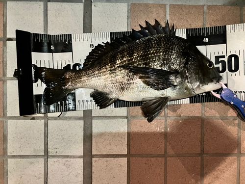 クロダイの釣果