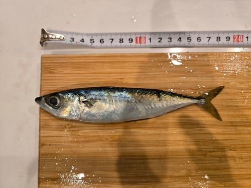 マサバの釣果