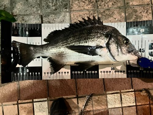 クロダイの釣果