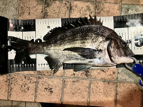 クロダイの釣果