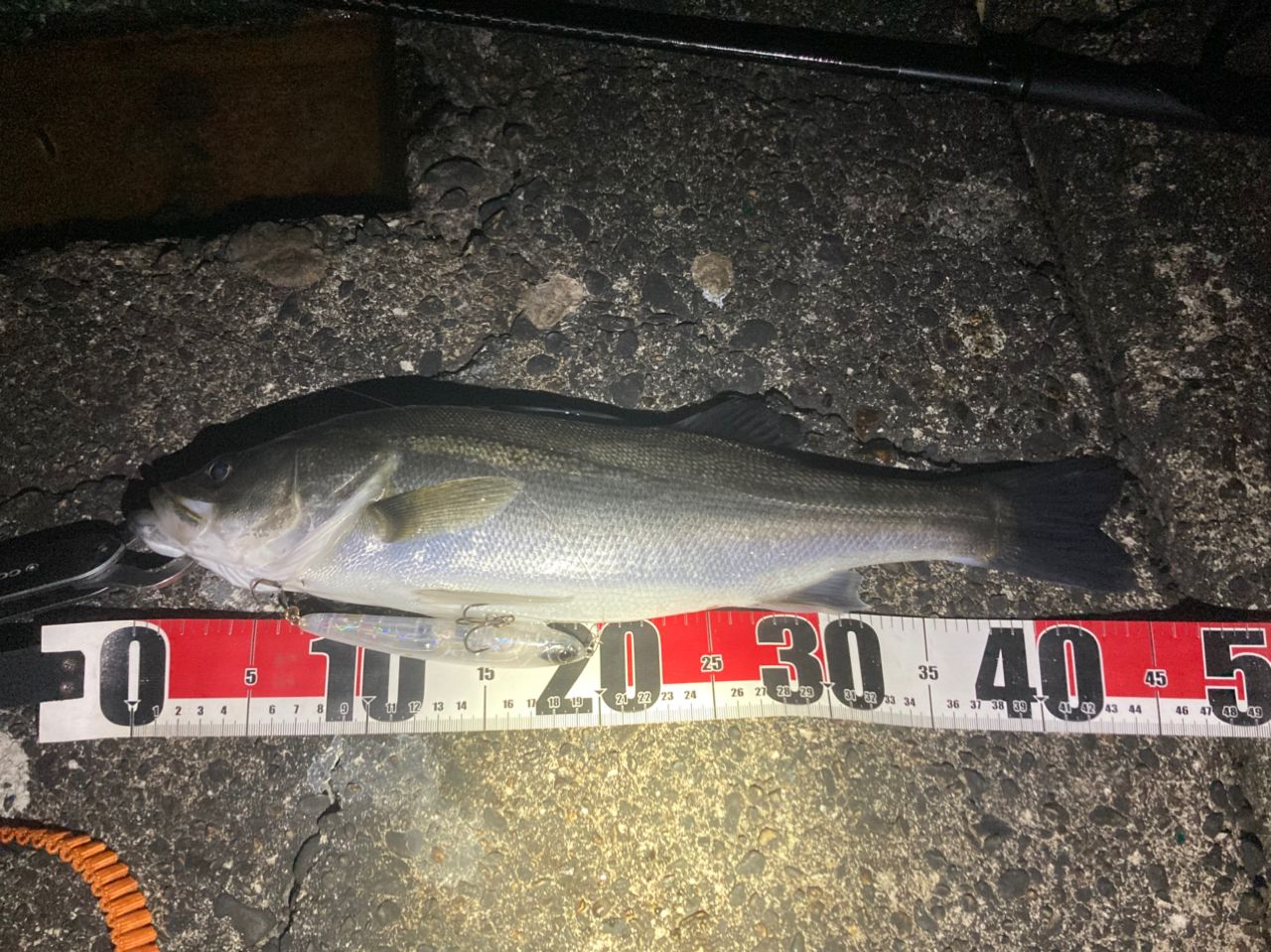 フッコ（マルスズキ）