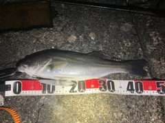 フッコ（マルスズキ）の釣果