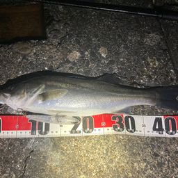 フッコ（マルスズキ）