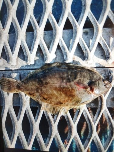 東京湾（アクアライン以北）